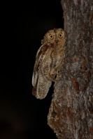 Vyrecek maly - Otus scops - European Scops-Owl 7735